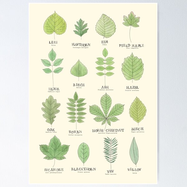 Item preview, Leaf ID Chart designed and sold by Holly Astle.