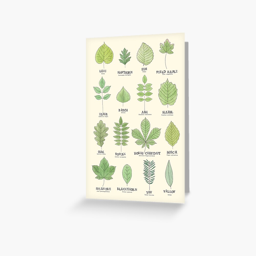 Leaf ID Chart Greeting Card