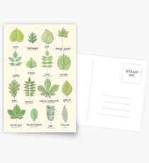 Leaf ID Chart Postcards