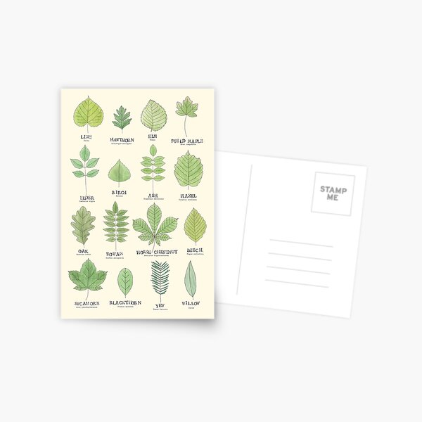 Leaf ID Chart Postcard