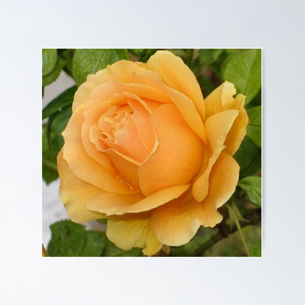 Item preview, Yellow Rose designed and sold by art2plunder.