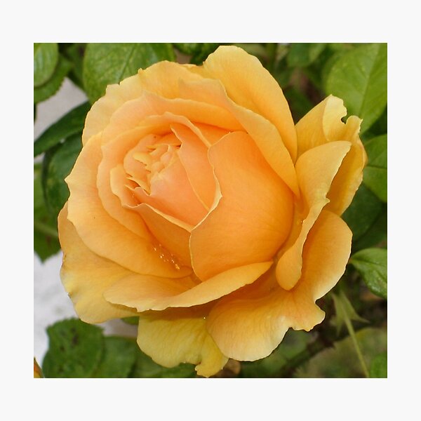 Artikelvorschau, Yellow Rose entworfen und verkauft von art2plunder.