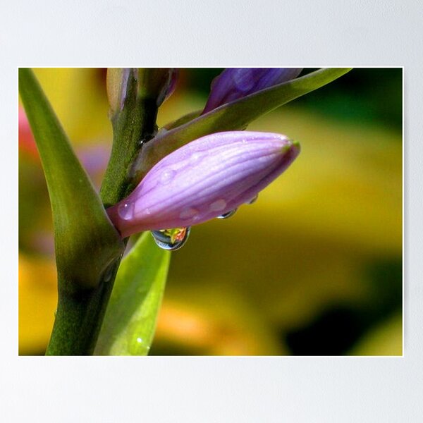 Item preview, Hosta Blooms 2 designed and sold by art2plunder.