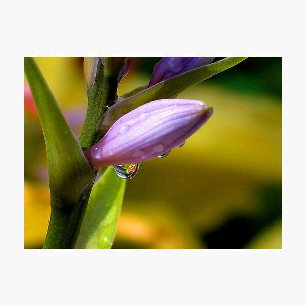 Item preview, Hosta Blooms 2 designed and sold by art2plunder.