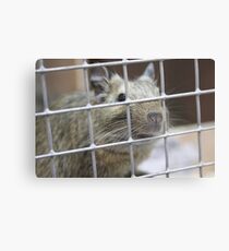 Degu Metal Print