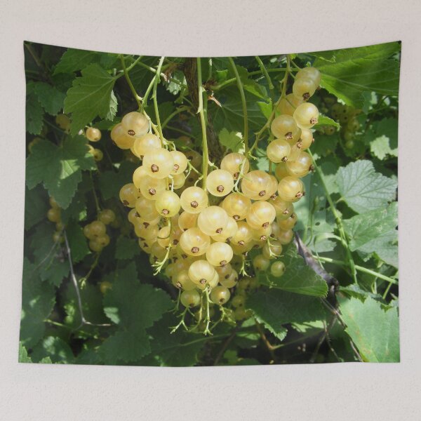 Item preview, white currant designed and sold by TatianaAn.