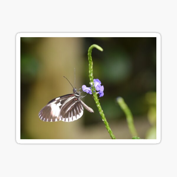 Climb Sticker