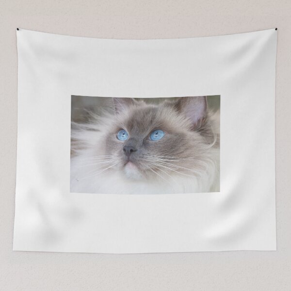 Item preview, Fluffy Ragdoll Cat designed and sold by Leon  Wall.