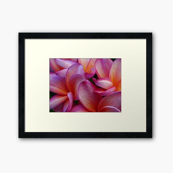 Frangipani Framed Art Print
