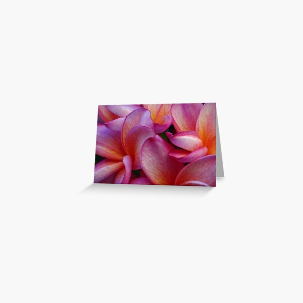 Frangipani Greeting Card