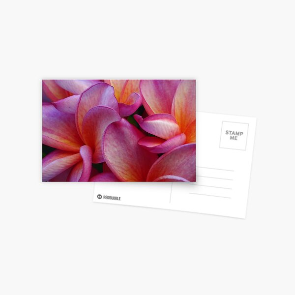 Frangipani Postcard