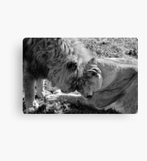Beautiful Lions B&W Canvas Print