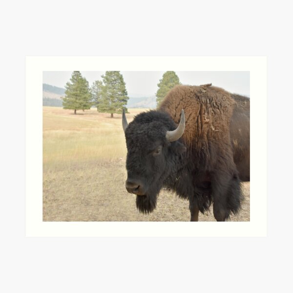 Bison Art Print