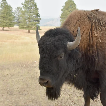 Artwork thumbnail, Bison by RDeleansDesign