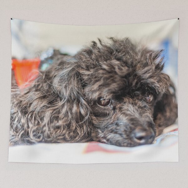Item preview, I'm so fluffy designed and sold by KensLensDesigns.