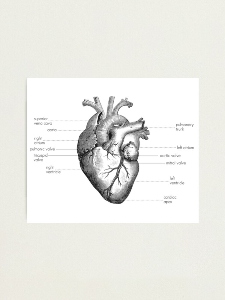 Simple Human Heart Diagram Sticker by Vintage Anatomy Prints - Fine Art  America