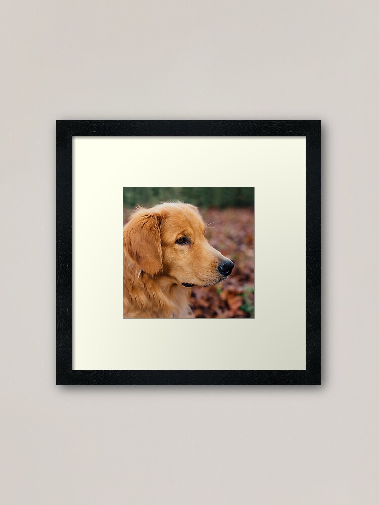 "Golden Retriever" Framed Art Print by tcarey Redbubble