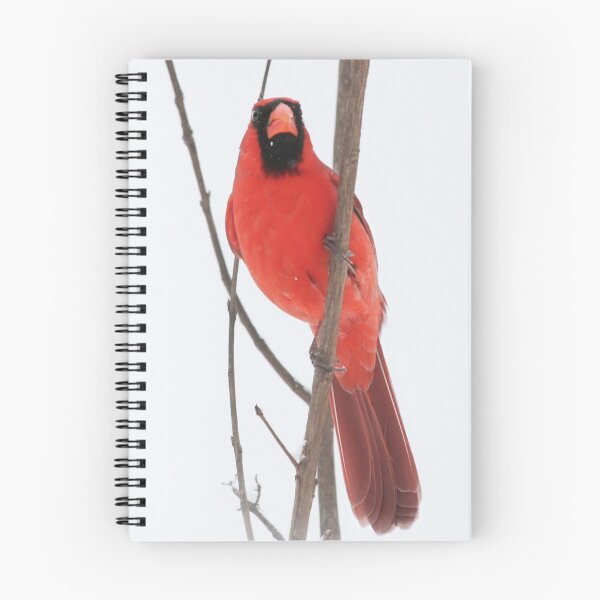 Item preview, Winter Cardinal designed and sold by StampCity.