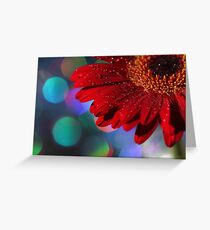 Red Rainbow Gerbera Greeting Card