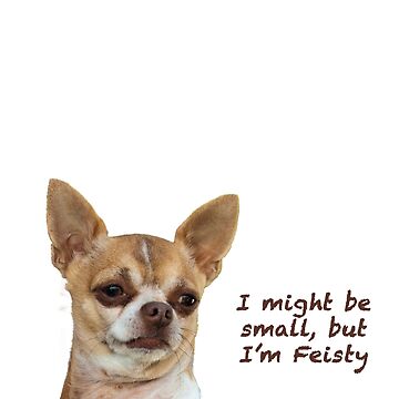 Feisty dog best sale