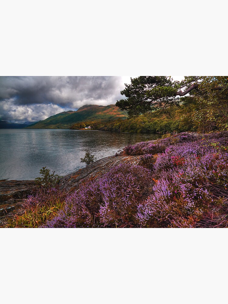 Lomond Heather by Shuggie