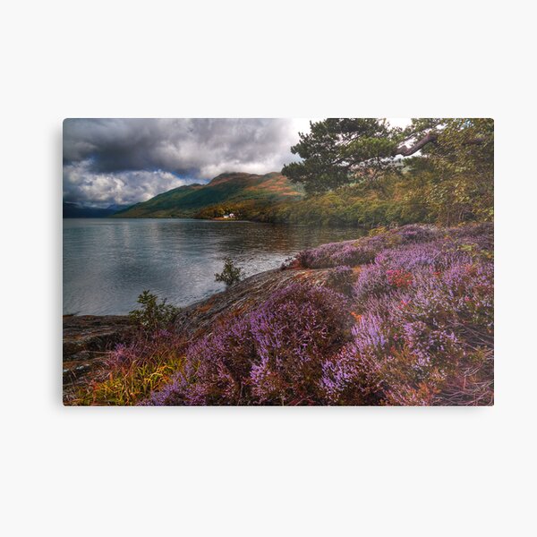 Lomond Heather Metal Print