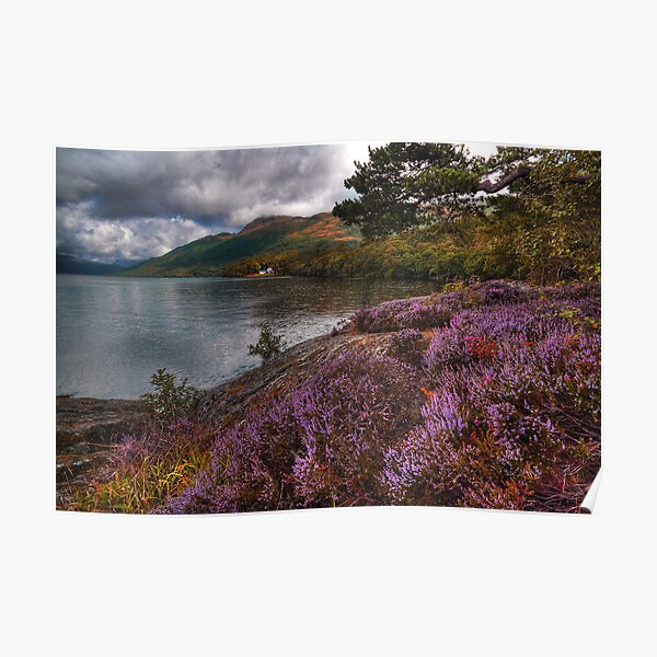 Lomond Heather Poster