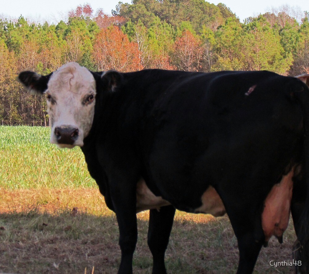« Vache blanche » par Cynthia48 Redbubble