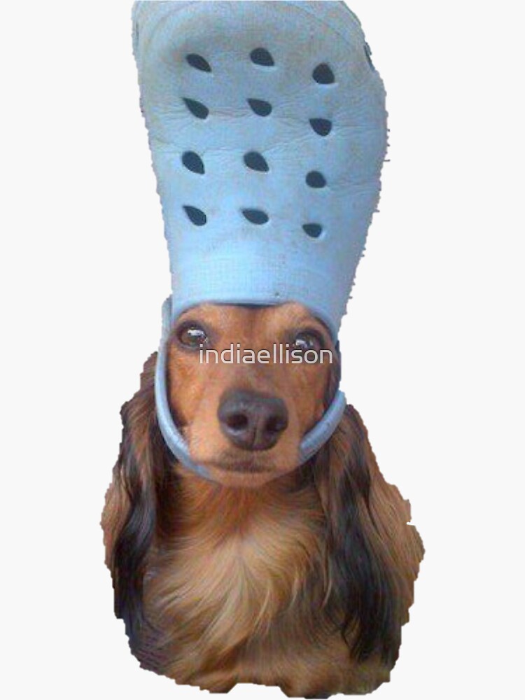 Dog with croc store on head sticker