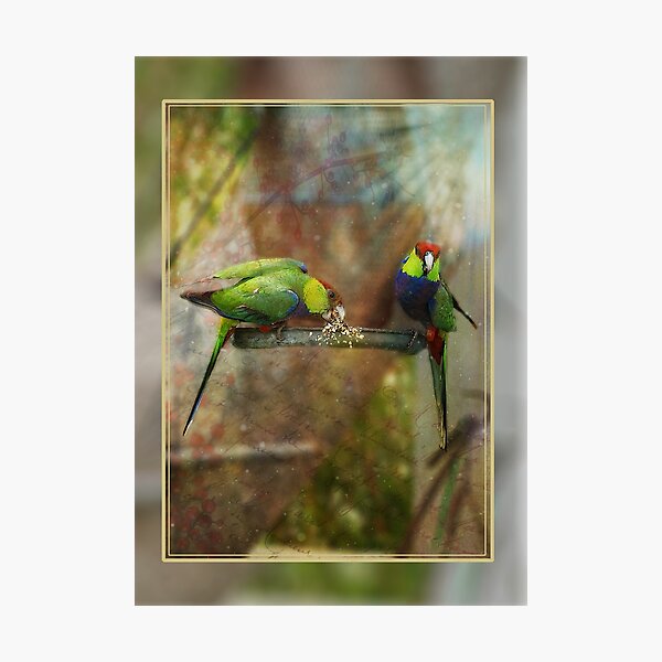 Red Capped Parrots Photographic Print