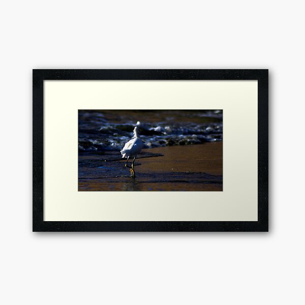 ibis strolling the waves photo by CheyAnne Sexton Framed Art Print