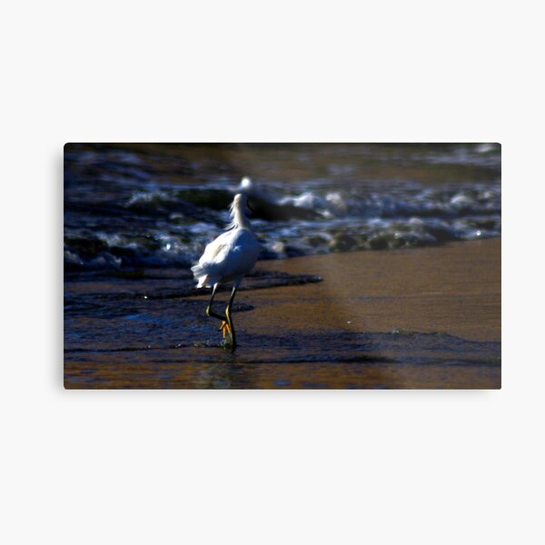 ibis strolling the waves photo by CheyAnne Sexton Metal Print