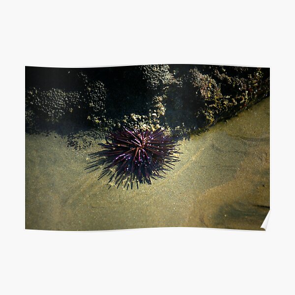 Sea Urchin shadows photo by CheyAnne Sexton Poster