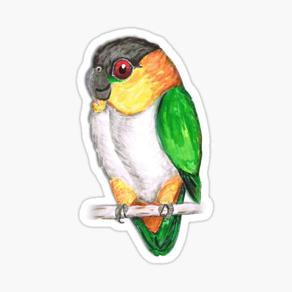 Black headed caique Sticker