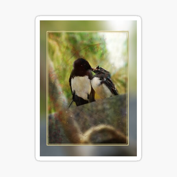 Willy wagtail feeding baby Sticker
