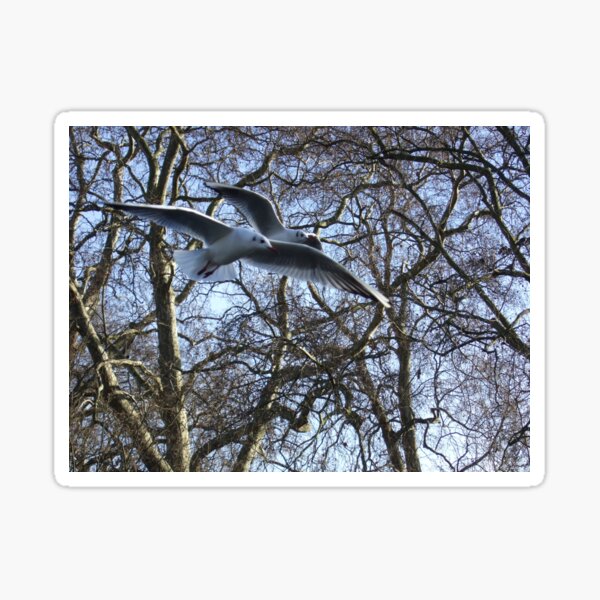 Two seaguls over my head Sticker