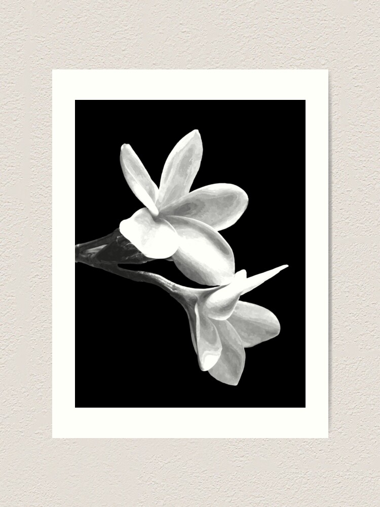 Impression artistique « Fleurs blanches fond noir », par Alemi | Redbubble