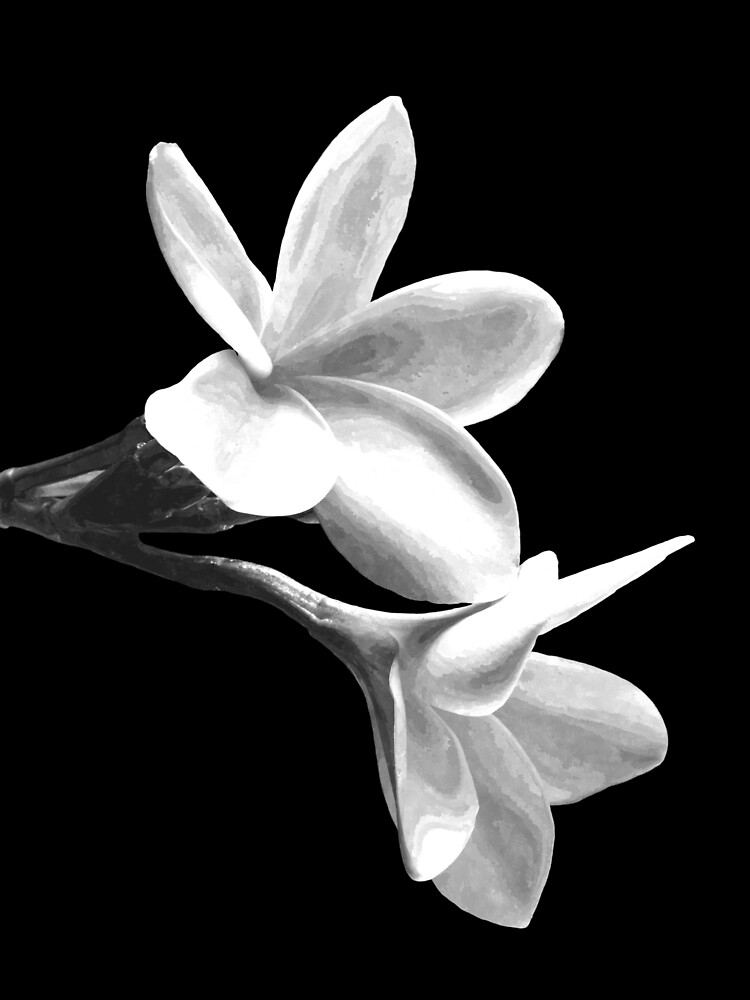 Tarjetas de felicitación «Flores blancas fondo negro» de Alemi | Redbubble