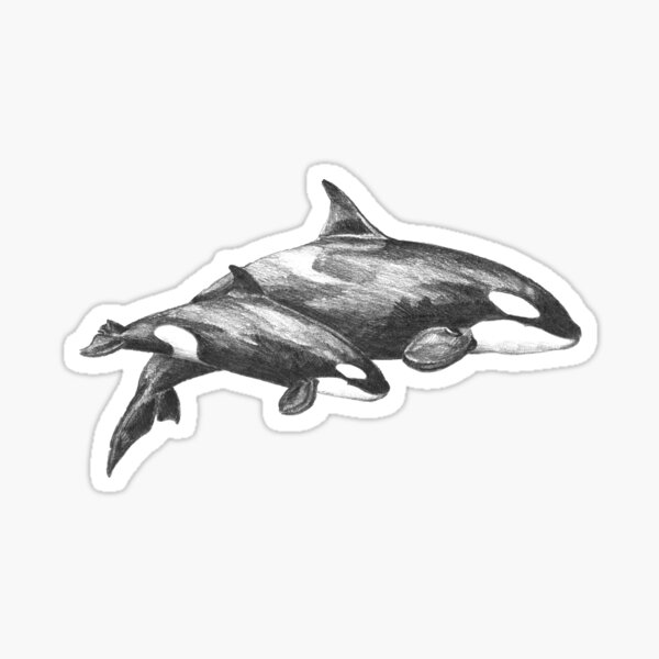 Let's follow the orcas! Sticker