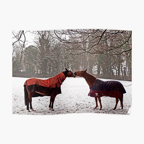 Snowy Horse Kiss Poster