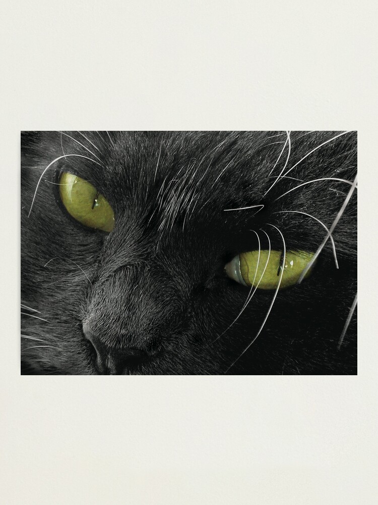 Alternate view of Grimalkin Photographic Print