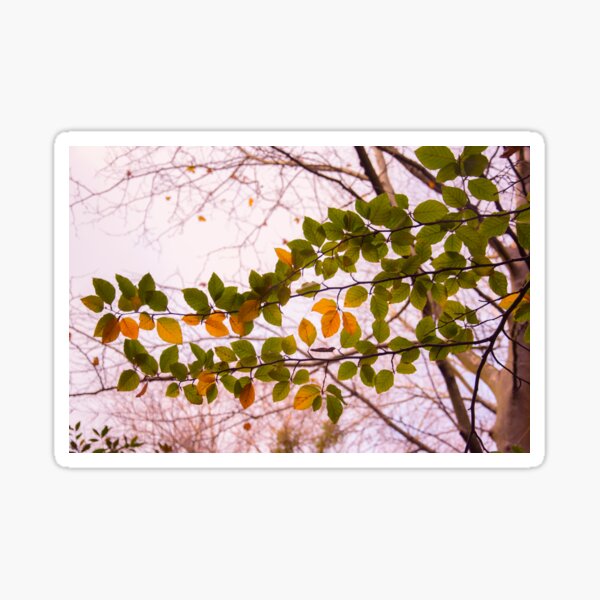 wonderful tree branch Sticker