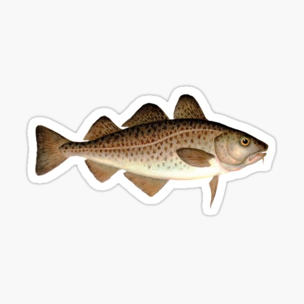 Cod Fish Fishing Sticker