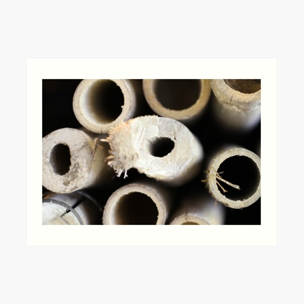 Object: Cross section of Bamboos Art Print