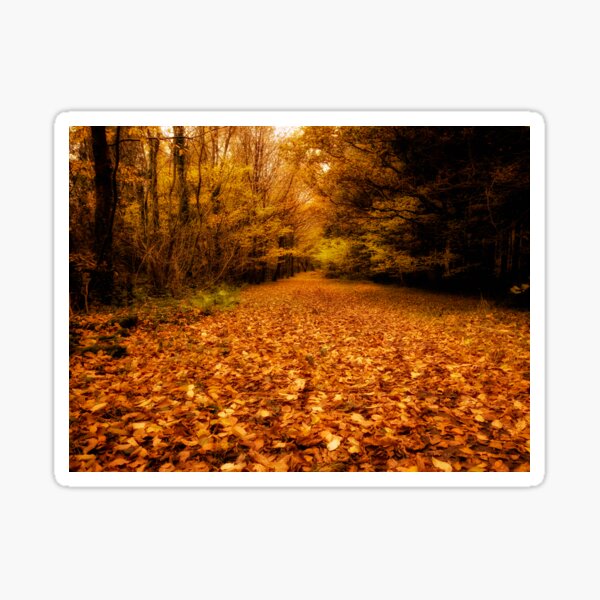 Carpet of Autumn at Stover Country Park, Newton Abbot Sticker