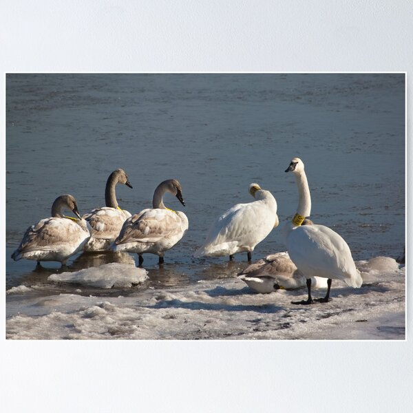 Item preview, Collared Family of Trumpeter Swans designed and sold by Gretchen  Mueller Steele.
