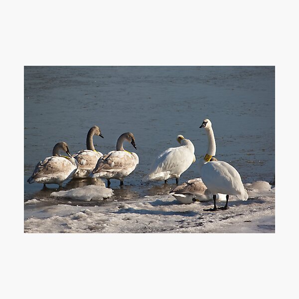 Aperçu de l'œuvre Collared Family of Trumpeter Swans créée et vendue par Gretchen  Mueller Steele.