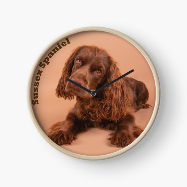 cocker spaniel sussex