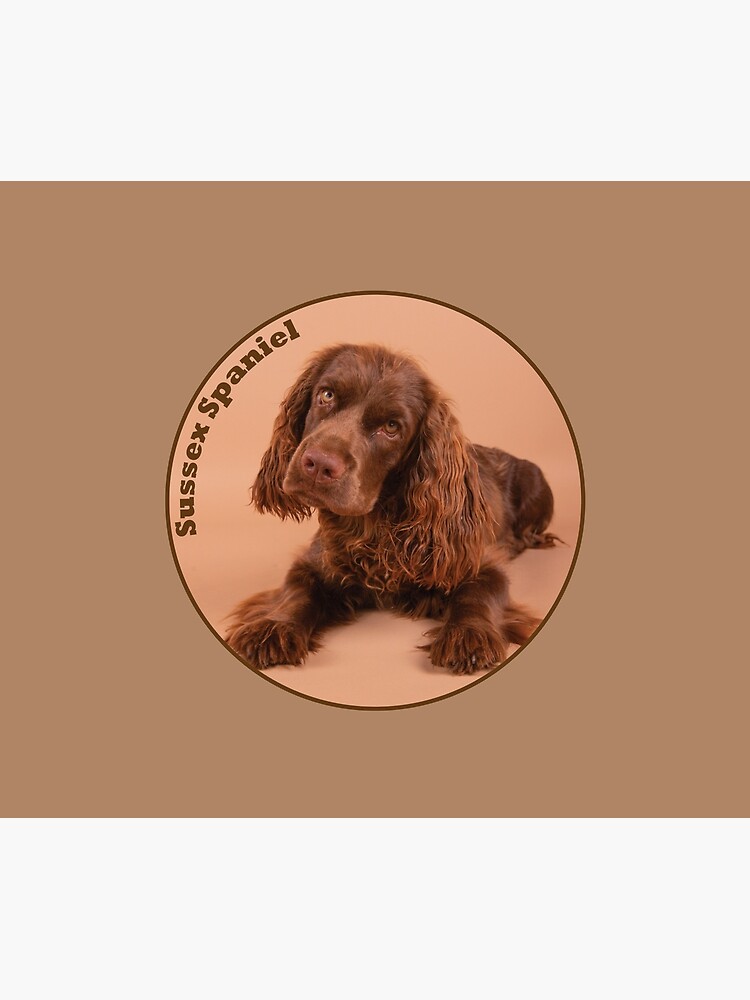sussex cocker spaniel