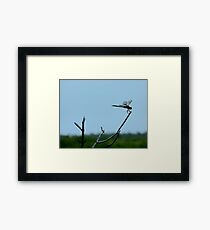 Dragon Flies Framed Print